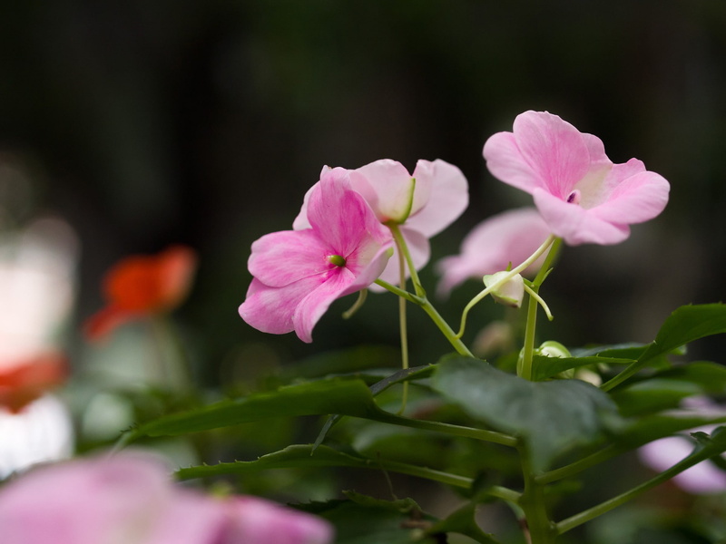 nature, day, no people, beauty in nature, vulnerability, new, freshness, 1080P, guinea, photo, petal, close-up, growth, pink color, plant part, springtime