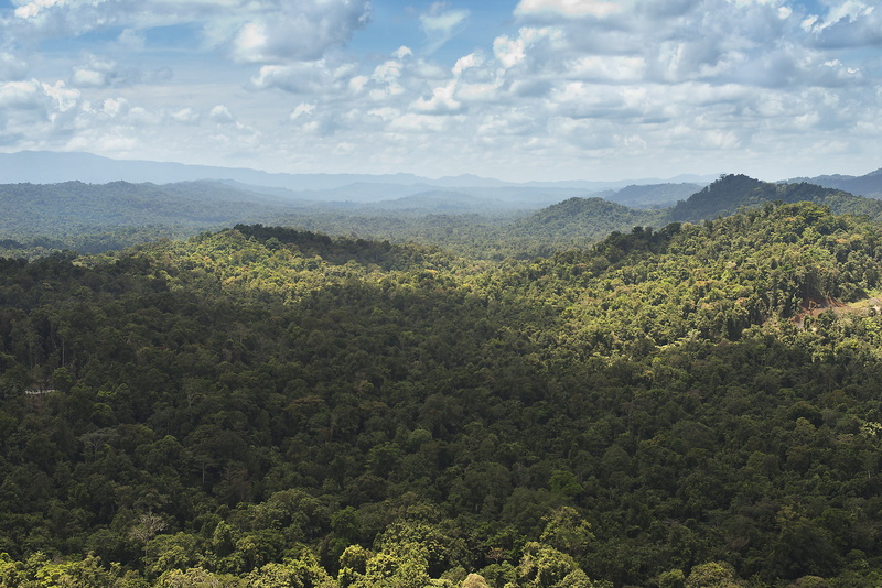 1080P, forest, hills, jungle, New Guinea