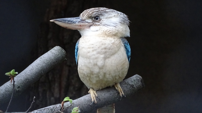 animal world, perching, female, brown tail feathers, looking away, bird of prey, animal, white, outdoors, no people, bird, close-up, exotic bird, blue