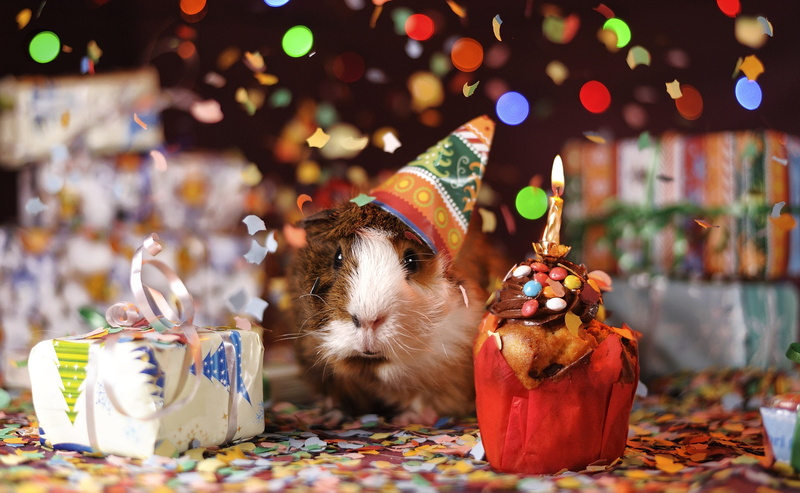 mammal, close-up, celebration, event, container, christmas, food and drink, awkward, guinea pig, decoration, animal themes, holiday, Animal, jar, temptation