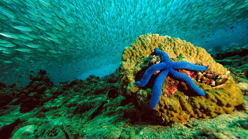 star, new, guinea, 2K, sea, blue, Ocean Life, papua