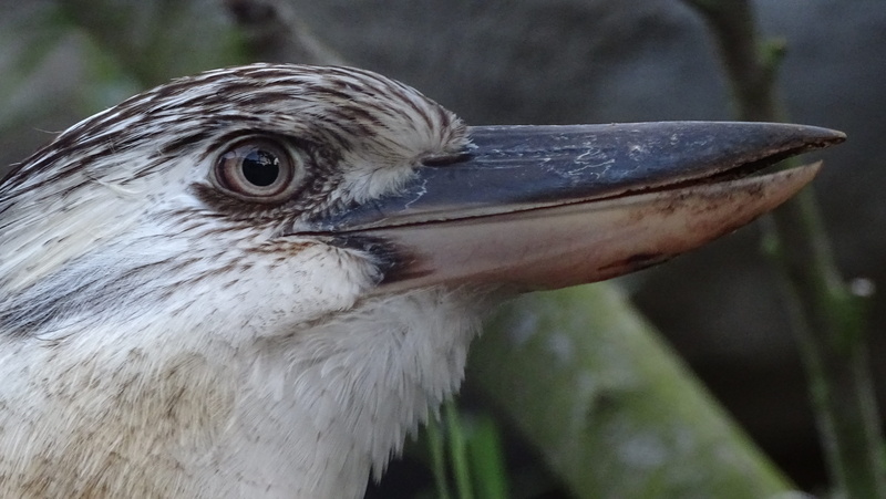 australia, animal body part, animals in the wild, vertebrate, animal wildlife, bird, exotic bird, new guinea, animals, one animal, side view, profile view