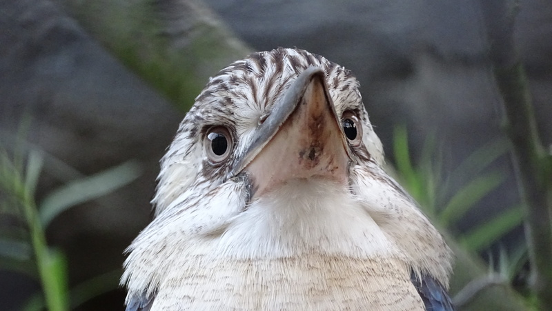 attention, focus on foreground, birds, bird, portrait, animal eye, animal world, front view, looking at camera, exotic bird, one animal, animal wildlife