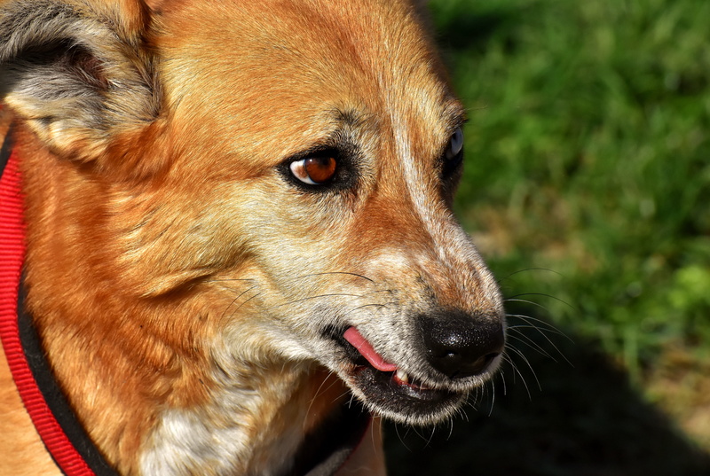 mouth open, 5K, dear, aggression, day, adult, animal body part, vertebrate, whisker, eyes, animal head, looking away, looking, mammal, new, dog, brown