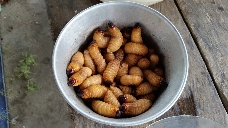 nut - food, healthy eating, food and drink, grubs, food, natives, 5K, native people, worm, papua, traditional food, no people, indoors, vegetable, crawly