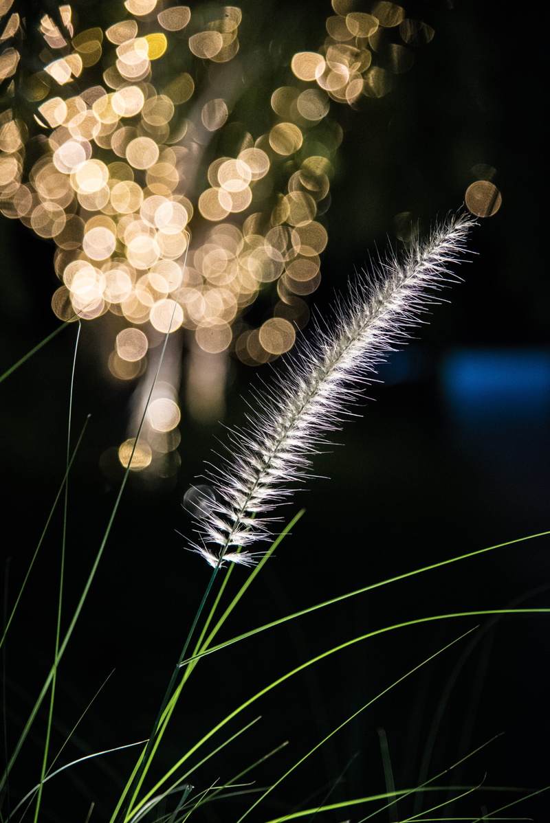 refresh, gold, no people, lighting equipment, illuminated, glowing, lens flare, selective focus, golfarisa, nature, light, 5K, retreat, resort, arisachattasa