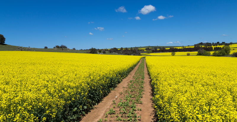 canola fields, outdoors, plantation, st clements retreat and conference centre, growth, landscape, sky, australia, no people, oilseed rape, tranquil scene