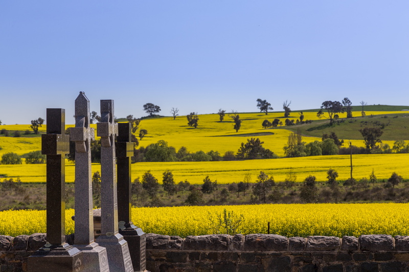 clear sky, environment, canola fields, agriculture, 5K, field, no people, landscape, st clements, scenics - nature, sky, non-urban scene, st clements retreat and conference centre