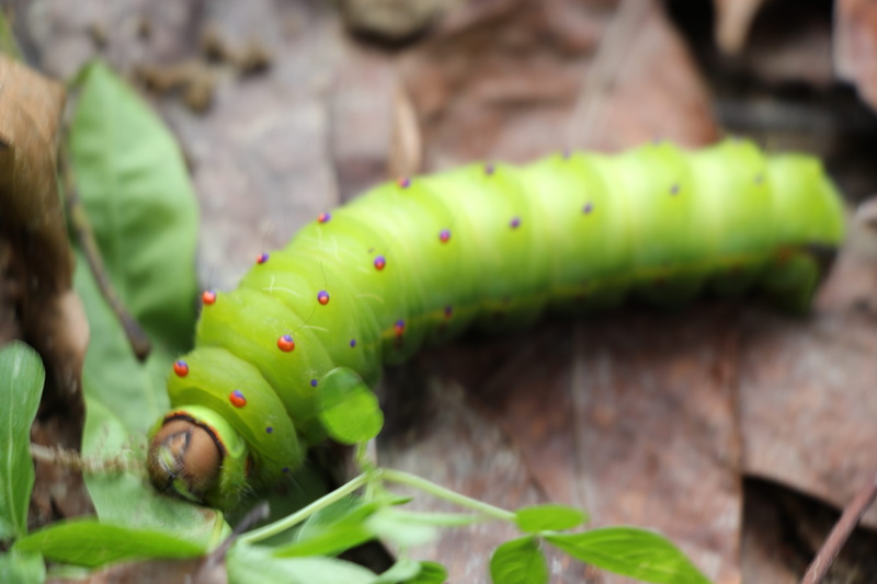 nature, green color, 9provinces retreat, outdoors, pilana, plant, organic gardening, animal themes, leaf, animals in the wild, close-up, beauty in nature