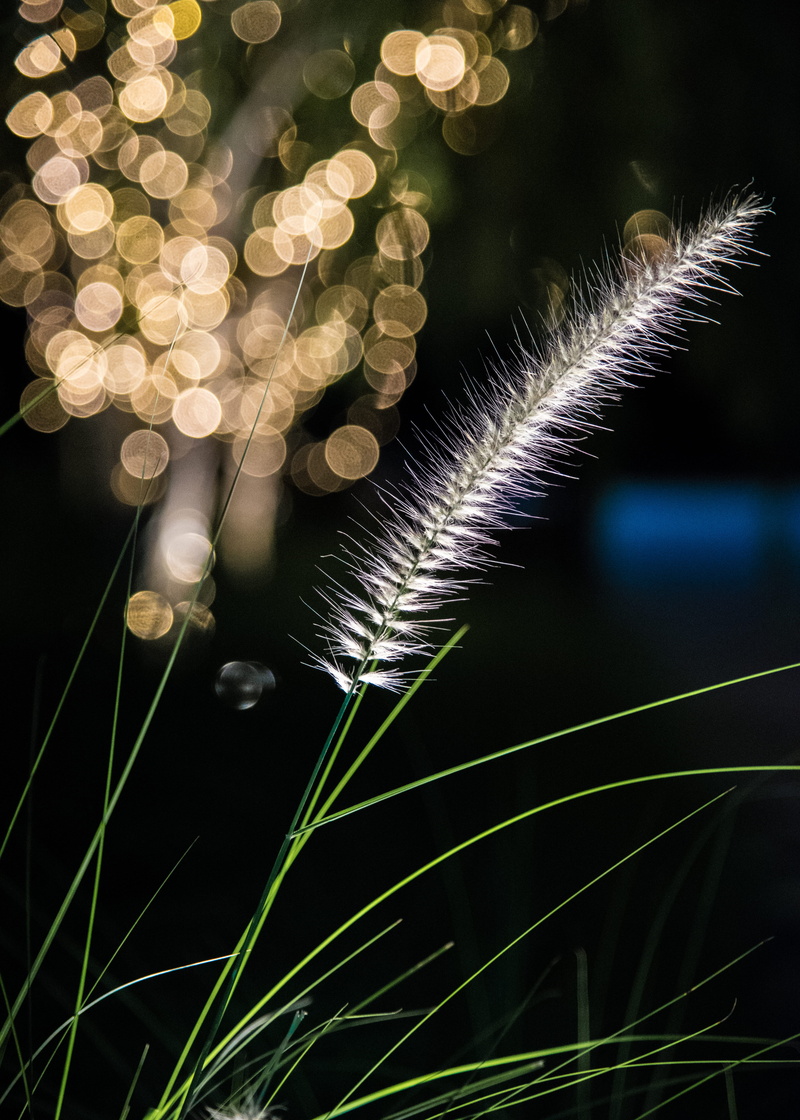 growth, retreat, resort, 5K, arisachattasa, flowering plant, no people, vulnerability, green, golfarisa, outdoors, plant, shuttergolf, leaf, summer, nature