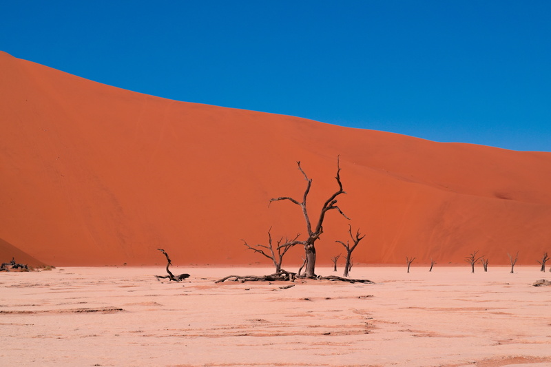 desert, arid, dry, hot, barren, tree, nature, dead plant, scenics - nature, blue, landscape, weather, drought, bare, sand, mountain, 5K, plant, sky, sand dune