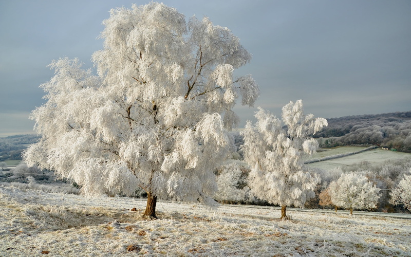power in nature, frost, cold temperature, sky, day, season, rural Scene, scenics, tranquility, plant, agriculture, white, nature, tree, no People, geology