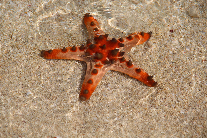 no people, Ocean, marine, high angle view, sand, guinea, tropical, Starfish, Water, star shape, undersea, animal, 1080P, environment, nature, papua new guinea