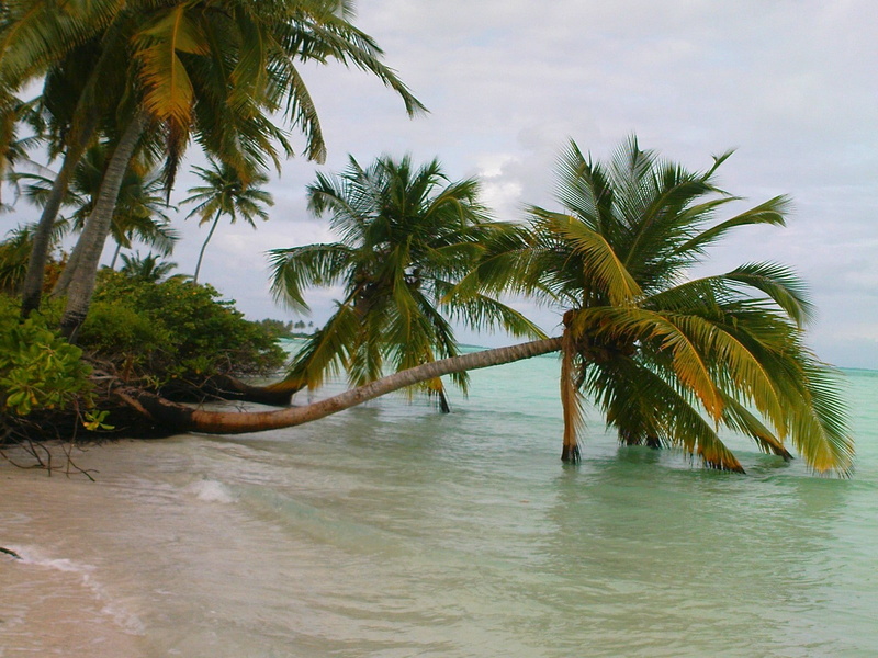 coconut palm tree, palm tree, water, sea, plant, waterfront, Maldives, growth, no people, tropical tree, tropical climate, 720P, land, day, beach, clouds