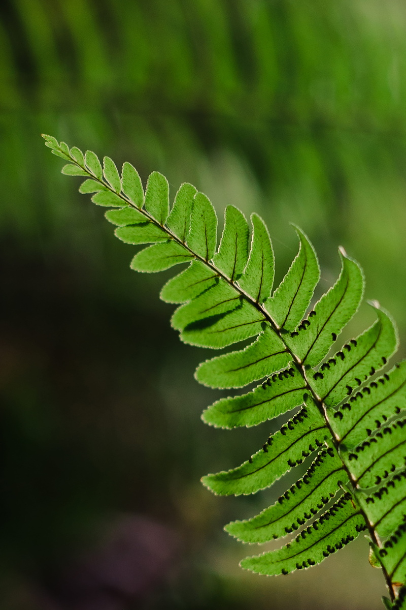 tranquility, vulnerability, plant, green color, lux* south ari atoll, leaf, beauty in nature, plant part, leaves, natural pattern, 5K, nature, focus on foreground