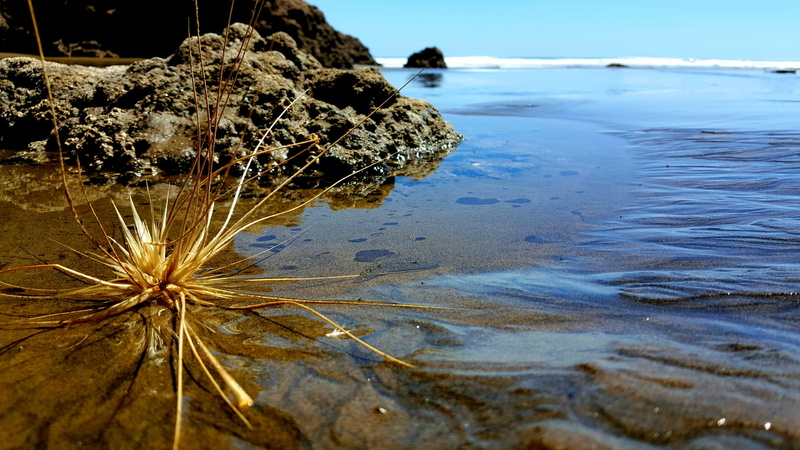 shore, 4K, coast, flow, beauty in nature, day, rock - object, water, plant, scenics - nature, close-up, sea, tide, solid, bethells bay, tranquil scene