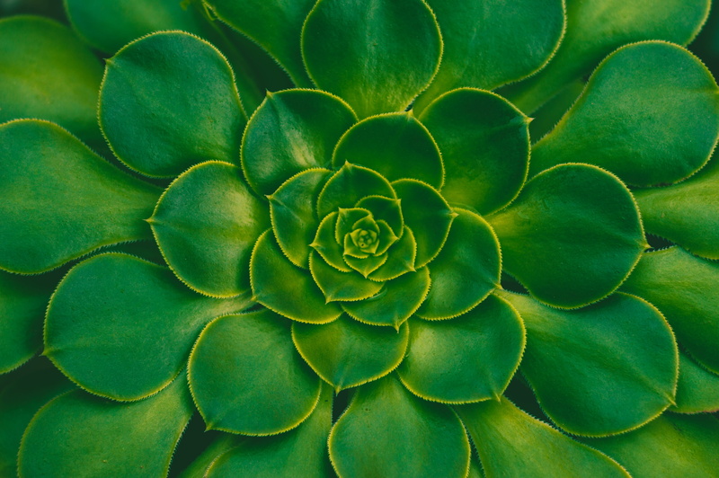plant, leaf, green color, petal, background, pattern, directly above, freshness, cactus, auckland, succulent plant, flower, plant part, growth, flowering plant