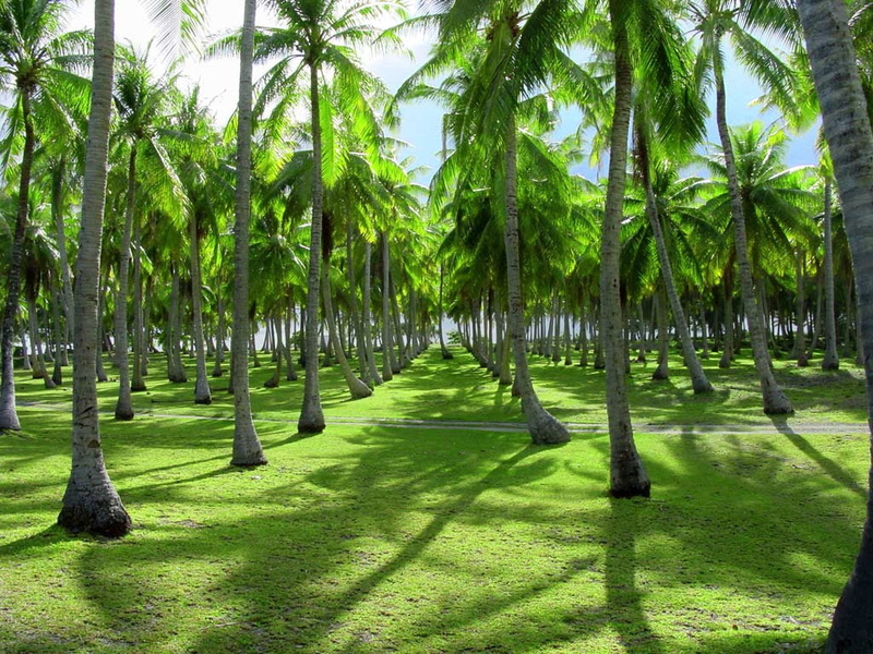 PALM TREES, french, rangiroa, forests, 480P, hd, atoll, art, polynesia, trees, palm, nature