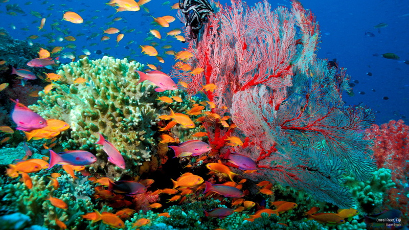 2K, Ocean Life, reef, fiji, coral