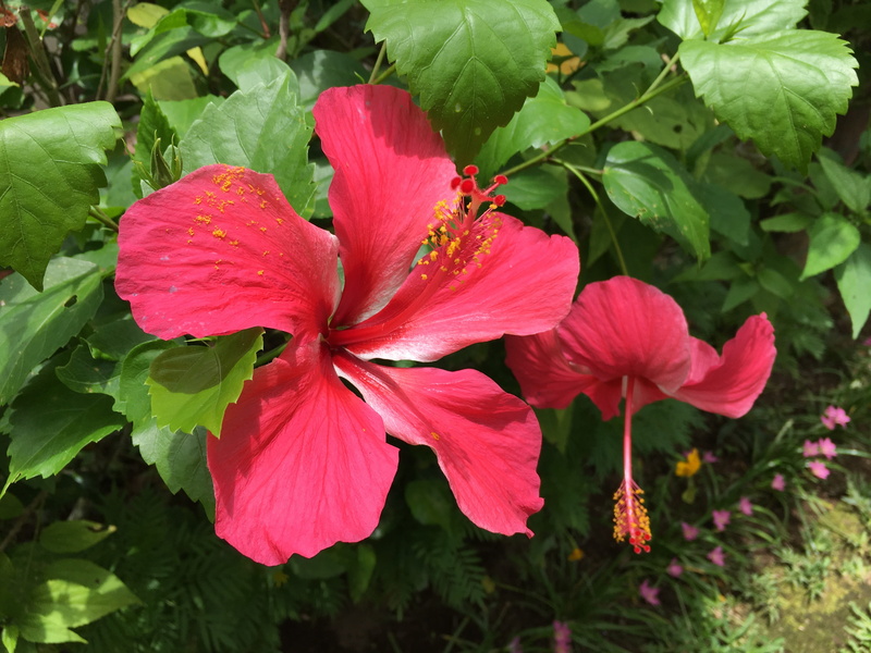 day, inflorescence, no people, floral, tropic, tropical, outdoors, flower, plant part, petal, photo, pink color, flowering plant, botanical, hibiscus, flowers