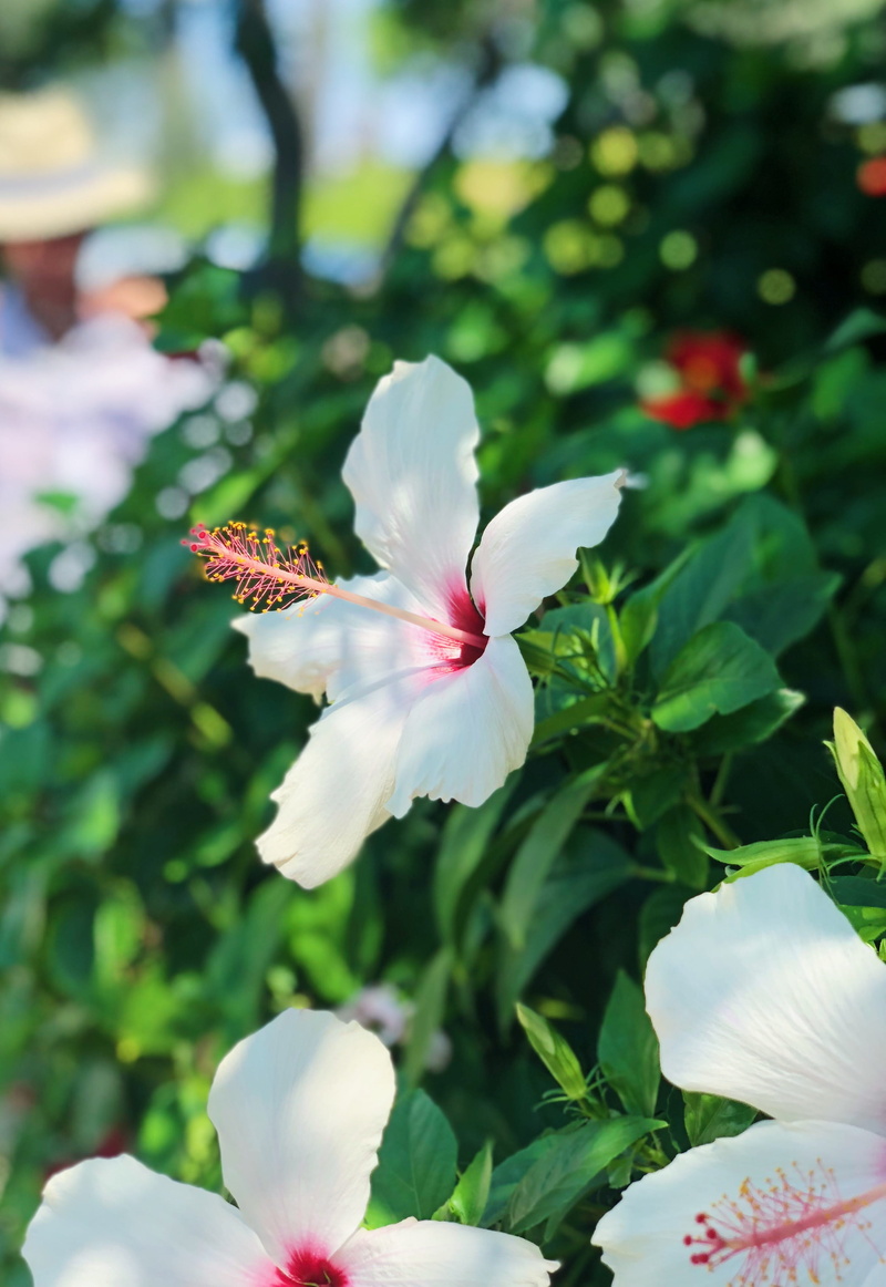 ayia napa, no people, beauty in nature, pollen, anther, aquilegia, green, freshness, blossom, close-up, plant part, flower bouquet, white, leaf, kryou nerou 46