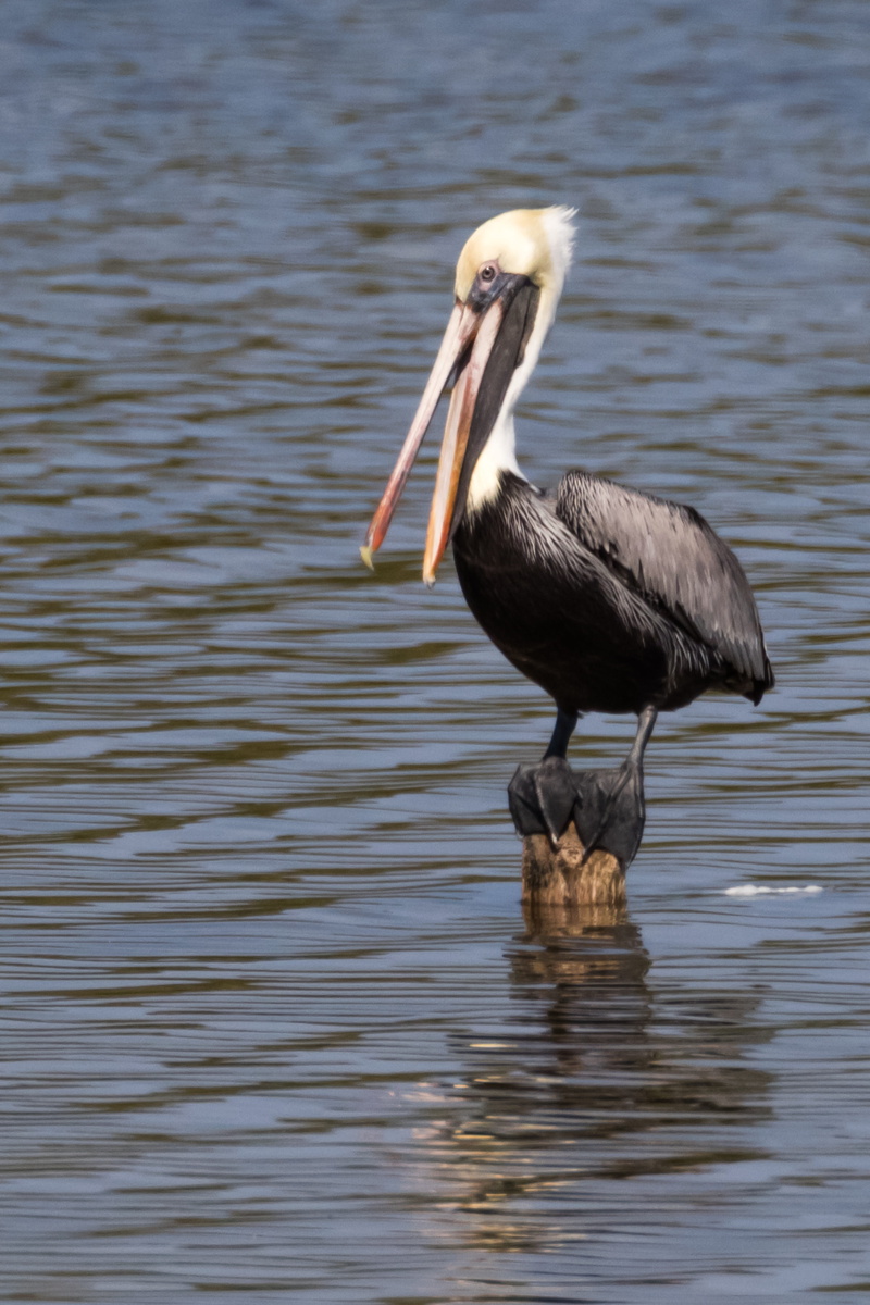 water bird, day, water, lake, waterfront, reflection, animal, bird, animal wildlife, focus on foreground, animal neck, vertebrate, 5K, cayo coco, island