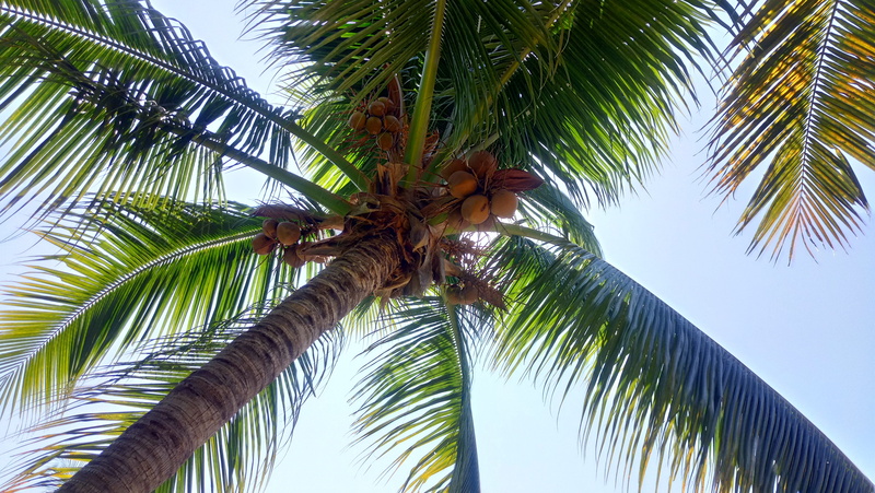 plant, low angle view, coconut Palm Tree, leaf, Palm Tree, trunk, outdoors, day, no People, Cocos, tropical Climate, summer, tree, tree trunk, island, directly below
