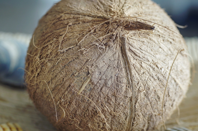 one animal, south padre island, nature, healthy eating, close-up, shell, food, focus on foreground, day, tree, plant, brown, food and drink, textured, coconut