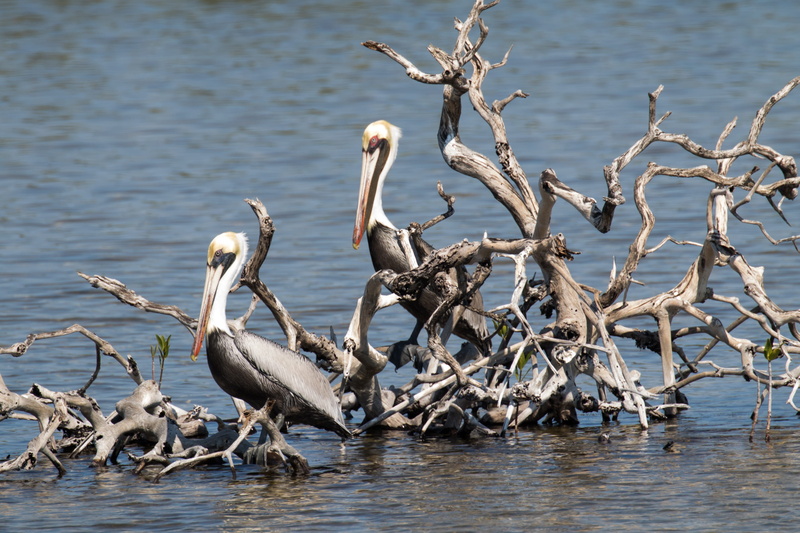 large group of animals, cuba, day, pelican, animal wildlife, no people, group of animals, gray, two, vertebrate, bird, lake, tree, 2K, animal themes, pelicans