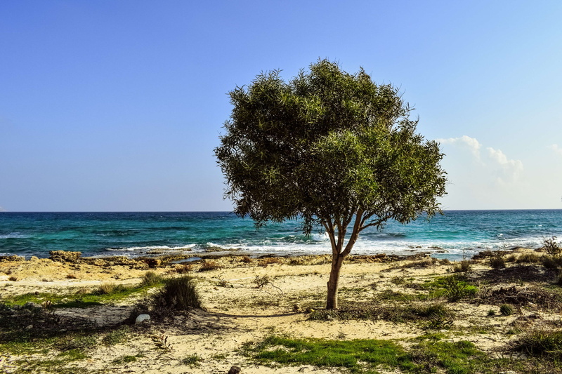tranquility, scenery, sea, land, sunlight, beauty in nature, horizon over water, tree, beach, isolated, alone, sky, water, no people, cyprus, growth, scenics - nature