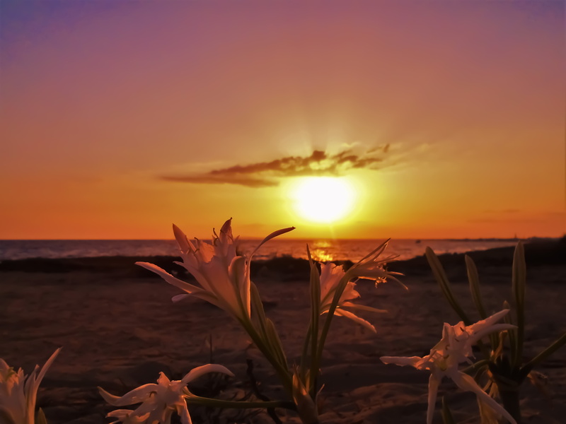cyprus, sunlight, outdoors, sun, focus on foreground, flower, tranquil scene, white, land, no people, idyllic, petaled, orange color, sunset, horizon over water