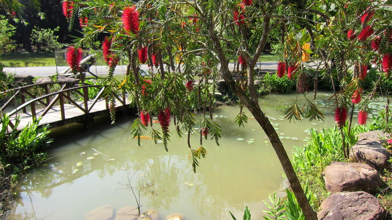 bridge, 1080P, lovely, flower, park, nature and landscapes, little, pond