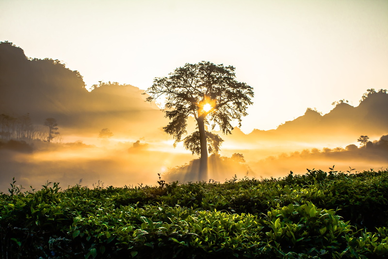 scenics, travel, silhouette, no people, nice, clouds, mountain, daytime, rural scene, land, leaf, green, sunlight, agriculture, gold, dawn, home garden
