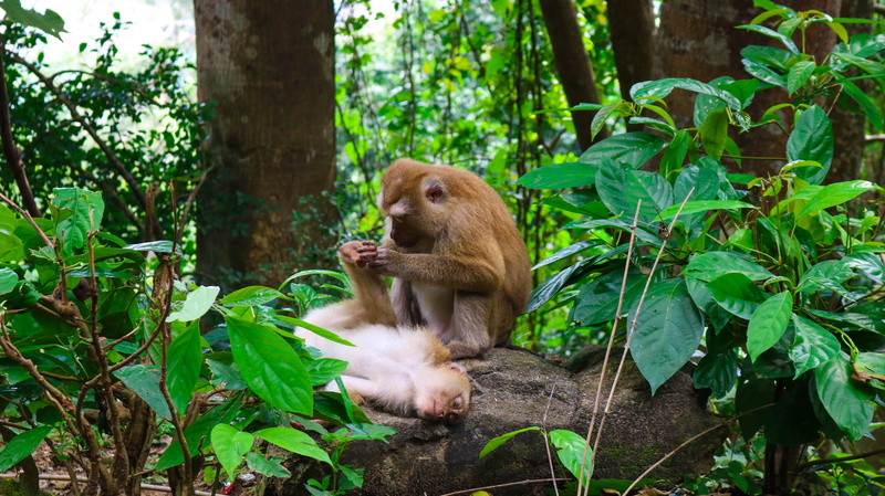 travel, land, animal themes, animals in the wild, plant part, adventure, monkey, outdoors, one animal, growth, animal wildlife, rainforest, animal, vertebrate