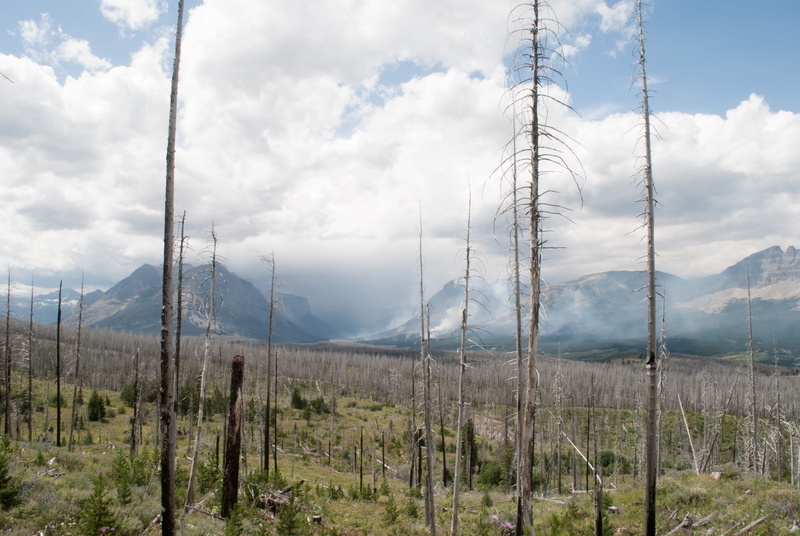 land, burning, sky, forest, plant, trees, scenics - nature, beauty in nature, mountain, tree trunk, tree, day, tranquil scene, non-urban scene, saint mary lake