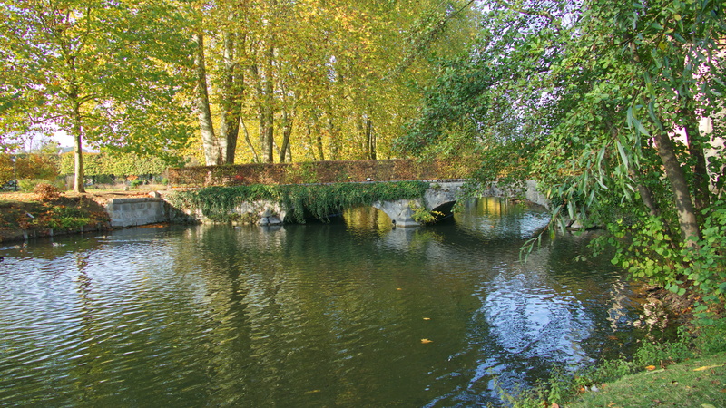 tree, forest, water, beauty in nature, nature, tranquil scene, waterfront, green color, non-urban scene, reflection, change, no people, lake, scenics - nature