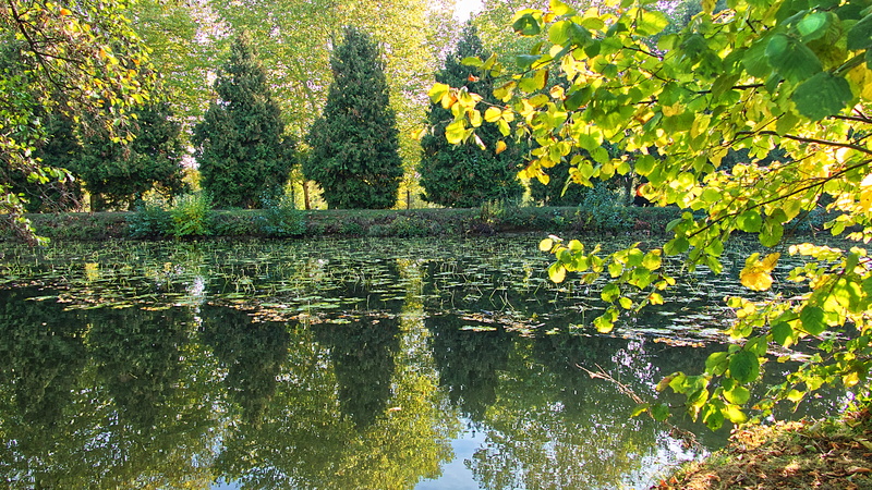 lake, waterfront, 5K, green color, plant part, coulommiers, beauty in nature, france, leaves, nature, water, reflection, parc des capucins, tree, outdoors