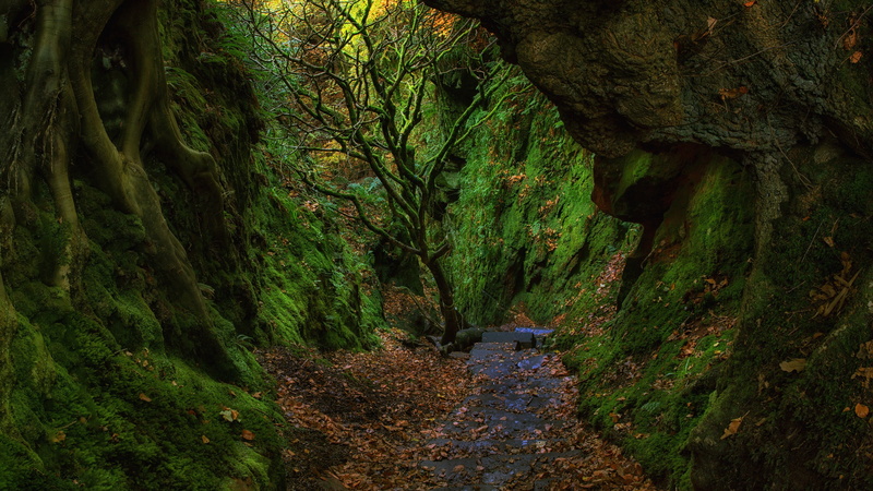 film location, wilderness, devil pulpit, movie location, lone tree, 4K, rock, moss, tree, dumgoyne, mossy, green, stirling, nature, scotland, scenery