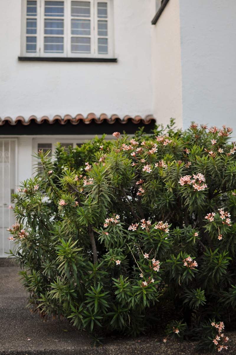 plants, building exterior, mexico, no people, houseplant, flower, freshness, window, beauty in nature, flowers, season, house, residential district, outdoors