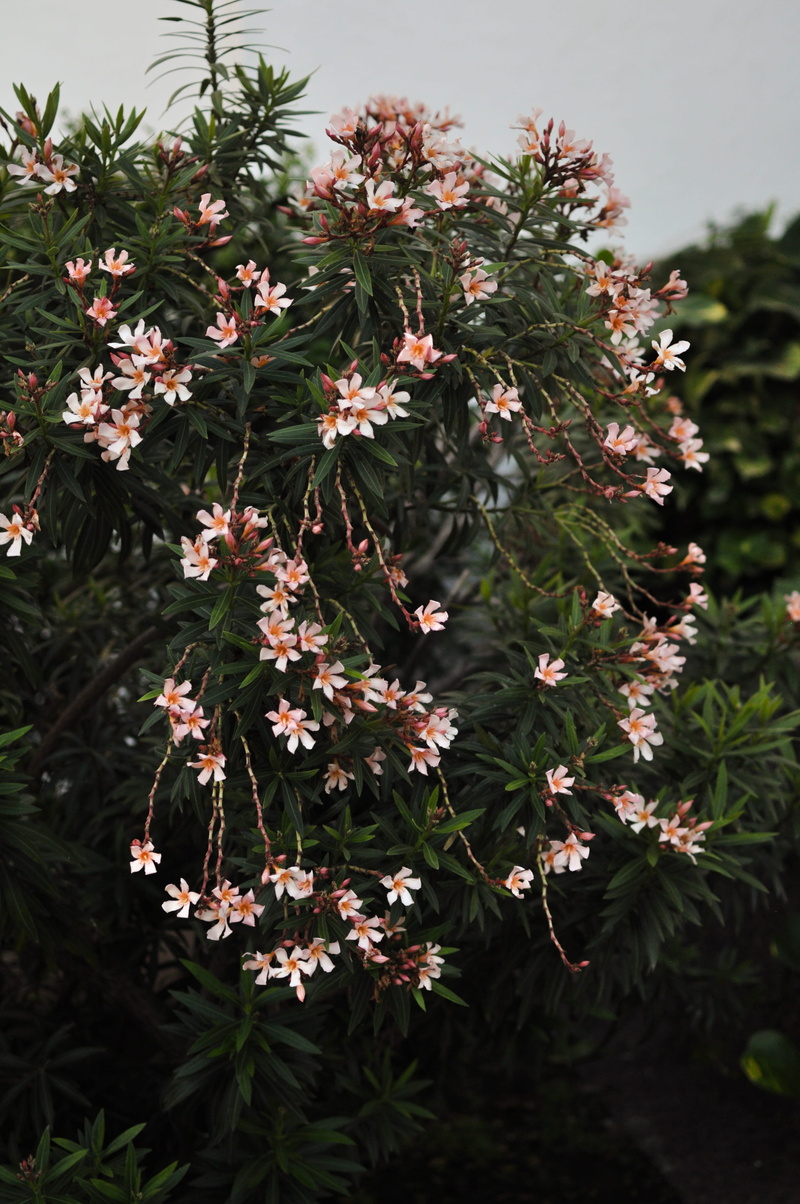 freshness, flowers, green color, beauty, tree, plant part, day, botany, nature, mexico, flowering plant, vulnerability, fragility, flower head, captured