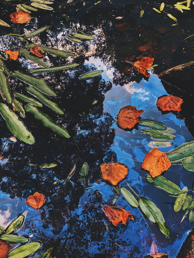 abstract, 4K, lake, beauty in nature, plant part, change, nature, portugal, high angle view, sintra, outdoors, natural, blue waters, water, plant life