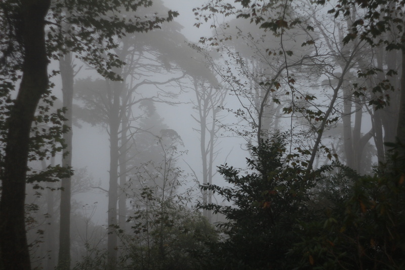 nature, no people, fog, forest, land, environment, growth, window, water, woodland, day, 5K, tranquility, sintra, branch, plant, outdoors, beauty in nature