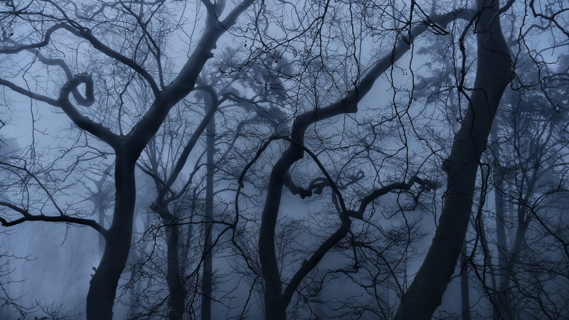 outdoors, darkness, white, silhouette, forest, tranquility, branch, backgrounds, sintra, trunk, tranquil scene, portugal, trees, tree, 4K, magic, abandoned