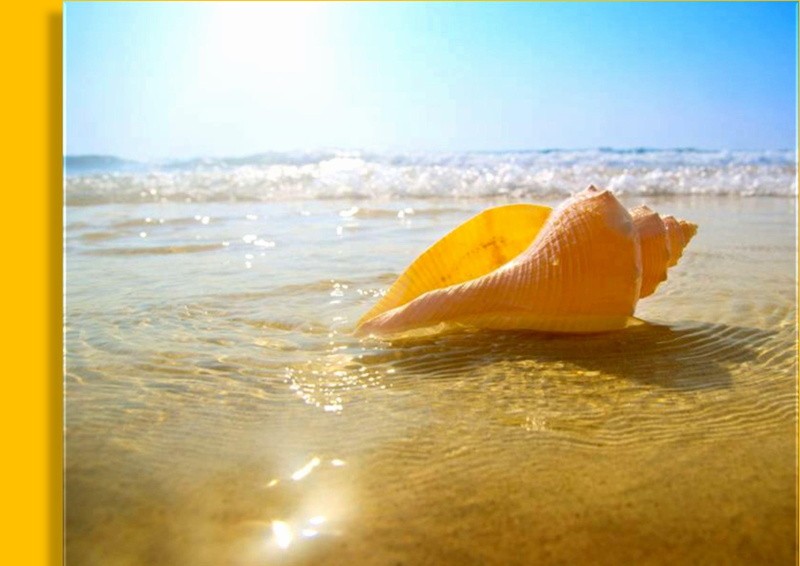 seashell, beach, sea, secrets, 2K