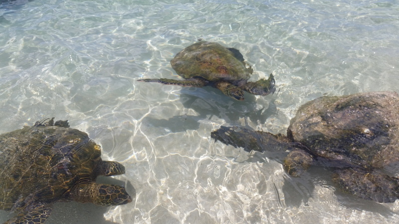 reptile, underwater, beach, shore, exotic, ocean, one animal, sea turtle, hawaii, secret beach, sea, outdoors, sea life, wild, turtle, water, shallow, animals in the wild