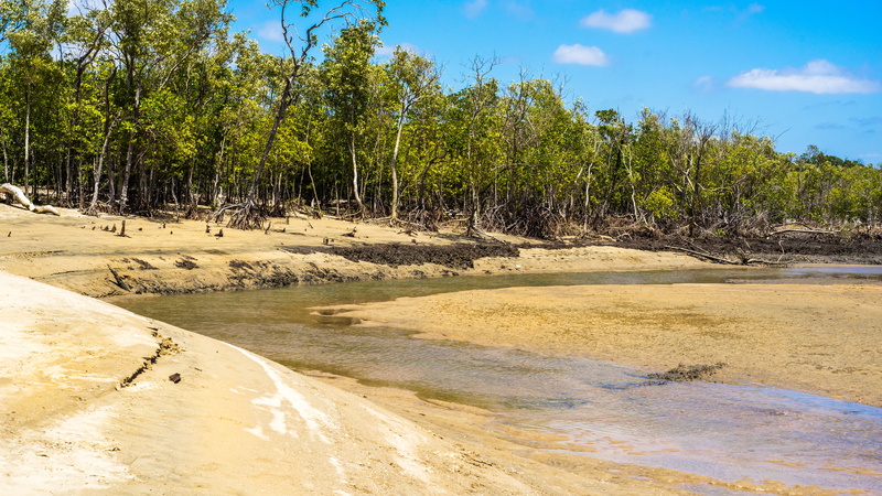 plant, saunders creek, environment, sand, beauty in nature, tranquil scene, saunders beach, clean beach, tree, land, low tide at saunders creek, saunders shop