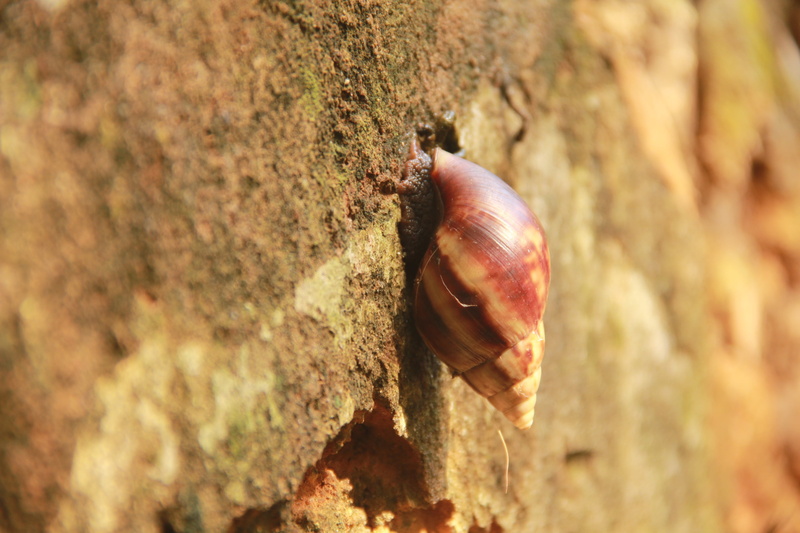 animals in the wild, african snail, mollusk, nature, islets, animal shell, snail, one animal, animal wildlife, animal themes, close-up, selective focus