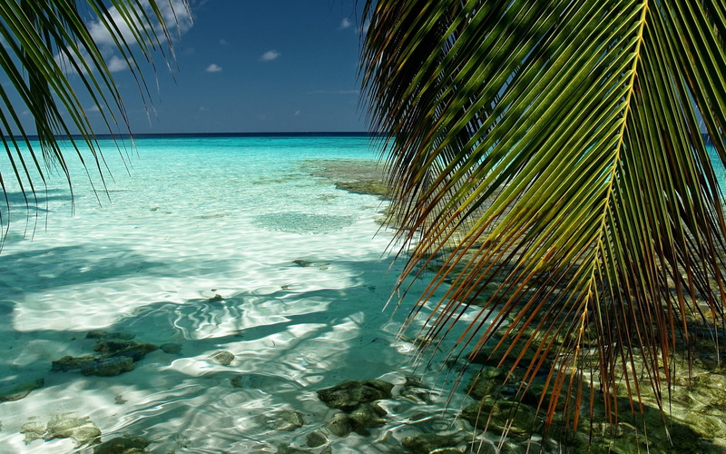 foliage, south, male, landscape, indian ocean, kaafu, maldives, atoll, 1080P
