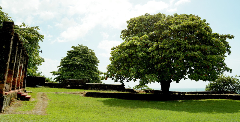 5K, park - man made space, st, tranquil scene, Honduras, tree, plant, growth, barbara, nature, day, sky, ihah, sunlight, park, tranquility, honduras, beauty in nature