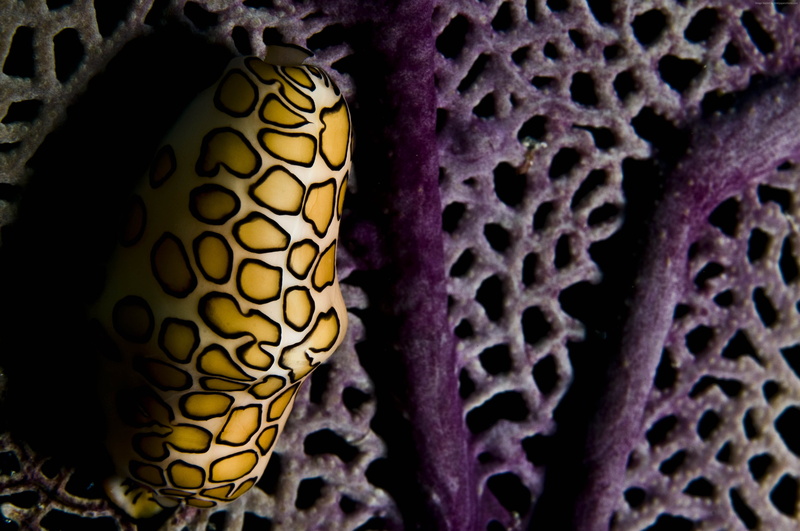 purple, yellow, Worlds best diving sites, Flamingo Tongue Snail, diving, Marine Park, 4K, underwater, water, aquarium, Coral Polyps, Roatan, Honduras